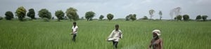 Indian Fertilizer Dot Com